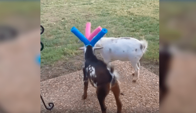 En Facebook, una mujer quería terminar con los fuertes enfrentamientos de sus cabras y tuvo una creativa idea.