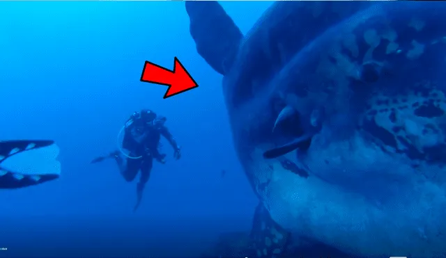 YouTube viral: Unos buzos se toparon con misteriosa criatura en el mar de Portugal [VIDEO]