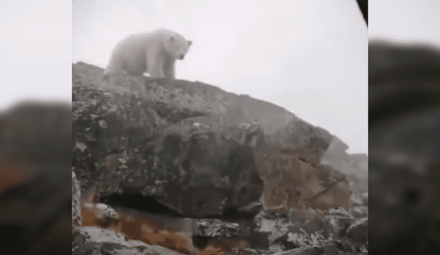 Reporteros fueron sorprendidos por el enorme depredador cuando estaban filmando un documental sobre sobre la conservación de los animales