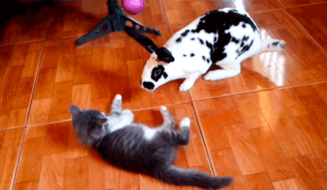 Facebook: Conejo "dalmata" se pelea con indefenso gato y el final sorprende a más de uno