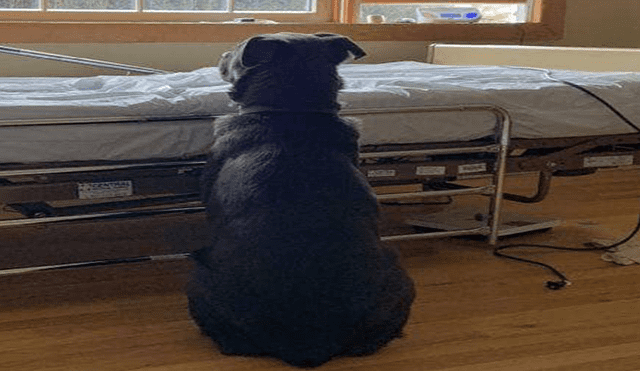 En Facebook, un perro miró atento a la ventana con la ilusión que su dueño regrese, pero él ya había fallecido.