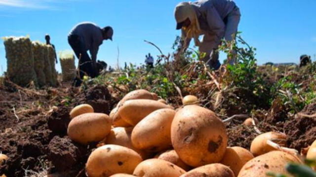 ¿Sabes cuánto gana un trabajador agrícola en Perú?