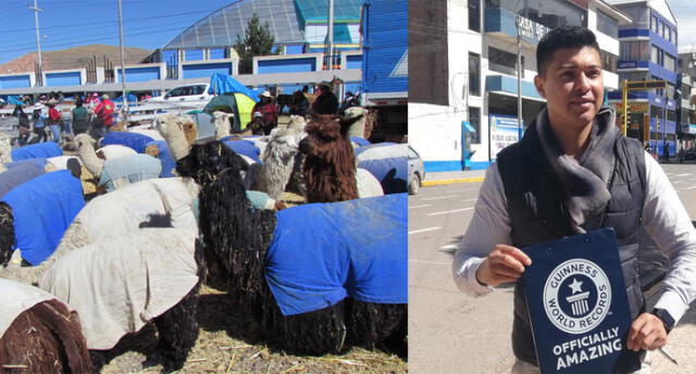 Puno: Todo listo para Record Guinness del desfile de alpacas en Juliaca