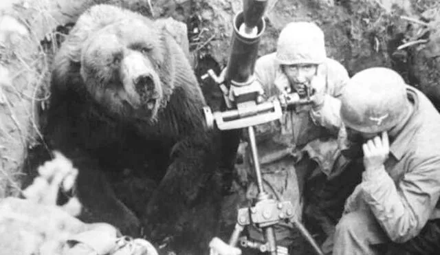 Wojtek es recordado por la historia como el "oso soldado" de la Segunda Guerra Mundial. Foto: Difusión.
