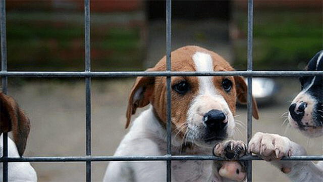 Organizan campaña de adopción de mascotas rescatados