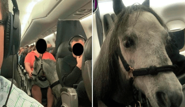 American Airlines horse