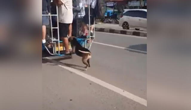 Desliza para ver cómo este perro callejero corre tras un vehículo de transporte público para ‘treparse’ en este y recorrer la ciudad. Foto: captura de YouTube