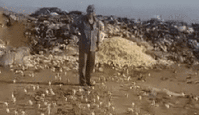 YouTube: tiraron miles de huevos al basurero y algo impactante invadió Georgia [VIDEO]