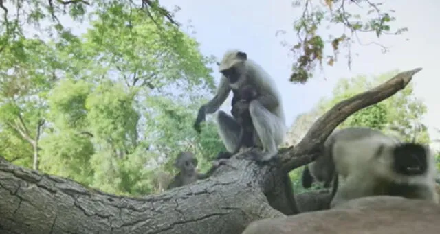 Desliza para enterarte qué sucede cuando ponen un mono robot en medio de un grupo de primates. Foto: Captura