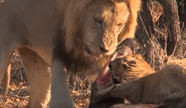 El cachorro no tuvo temor de enfrentar al enorme león mientras devoraban un ñu. Foto: captura