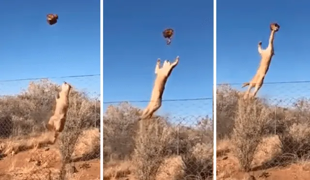 El felino se ayudó de las rejas para dar un salto de más de dos metros de alto. Foto: captura