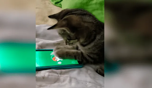 Video es viral en Facebook. Gato aprovechó la ausencia de su dueño para apropiarse de su celular y demostrar su gran destreza jugando Pokémon Go