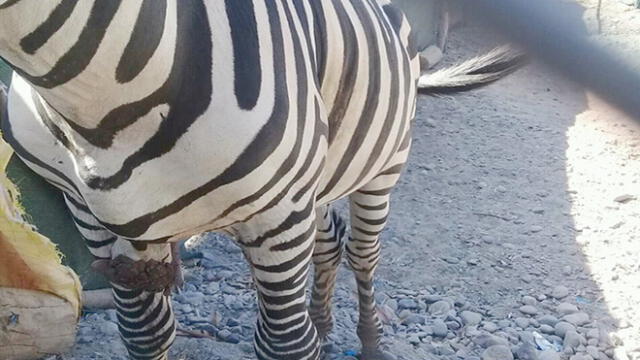 Cebra de zoológico municipal de Tacna padece de tumoración