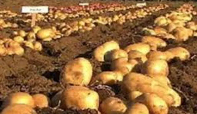 Agricultores piden subsidio para siembra en altura