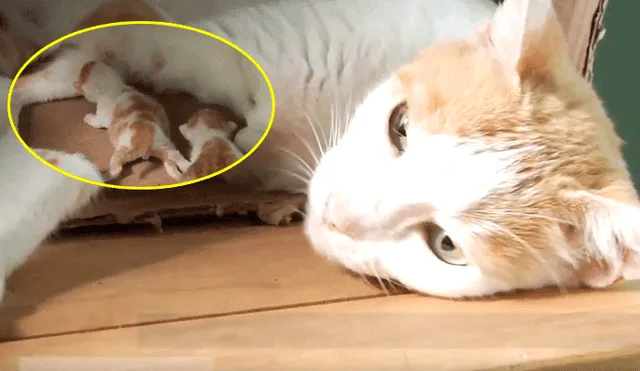 Facebook: gata ve a su cría que nació con dos cabezas y reacciona así [VIDEO]