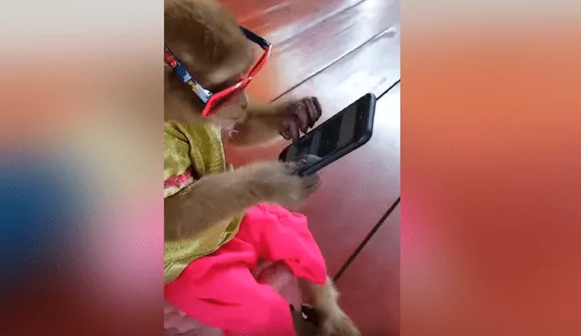 Facebook viral: chica pierde su celular y lo encuentra en manos de su travieso mono [VIDEO] 