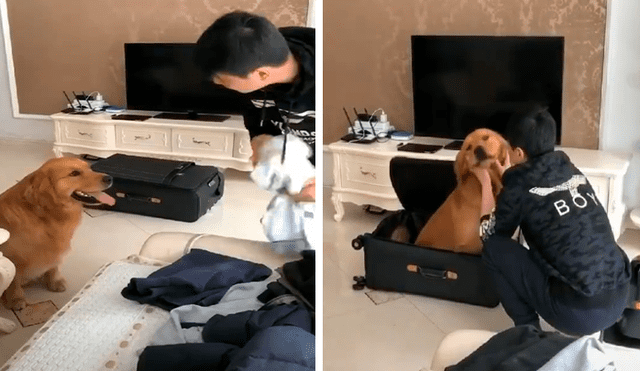 Facebook viral: perro hace su propia maleta al ver que su dueño se va de viaje [VIDEO] 