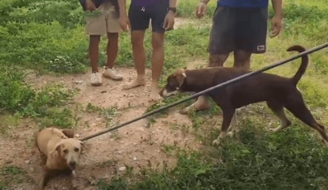 Desliza hacia la izquierda para ver más del video viral. Fotocaptura: YouTube