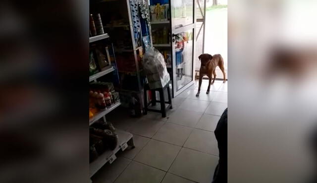 Desliza las imágenes para ver la travesura de un perro callejero para poder comer después de días. Foto: captura de Facebook