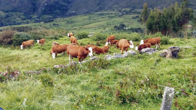 Mejoran calidad de ganado para aumentar producción