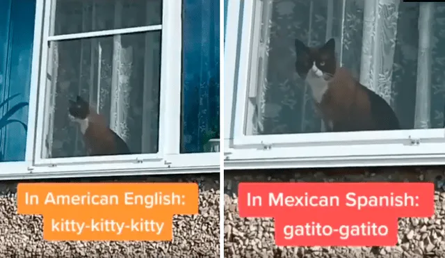 Desliza las imágenes para conocer la reacción de un gato cuando un joven le habla en varios idiomas. Foto: Captura.