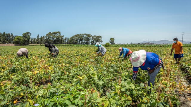 MIDAGRI agricultura