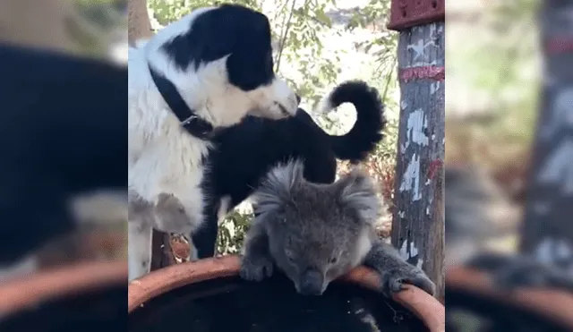Captan conmovedor momento en el que perro y koala comparten agua durante sequía [VIDEO]