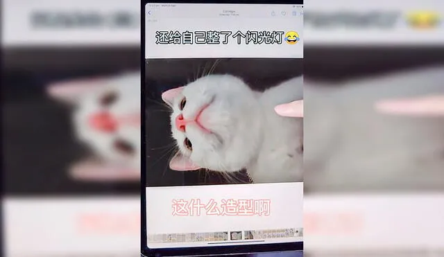 Desliza las imágenes hacia la izquierda para descubrir la travesura de un gato tras quedarse solo en casa. Foto: Douyin / xiaoaierniu