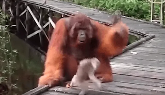 Mono bebé quita plátano a enorme orangután, sin imaginar que el“karma” le daría un duro castigo [VIDEO] 