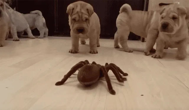 Cachorros reaccionan inesperadamente al encontrarse con una gigantesca tarántula [VIDEO]