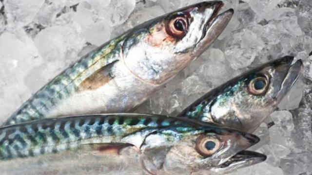 Consumo de pescado nacional es vital en nuestra dieta