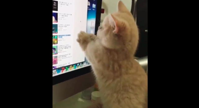 En Instagram, video de un pequeño gato que intenta 'atrapar' al puntero del mouse se viraliza [VIDEO]