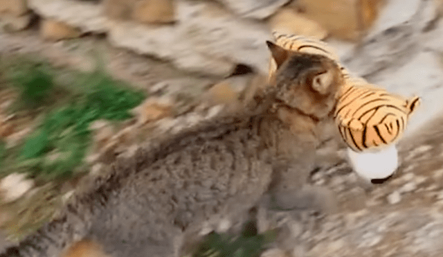Facebook viral: gato roba el peluche de 'tigre' de su vecino para tener una épica pelea [VIDEO]