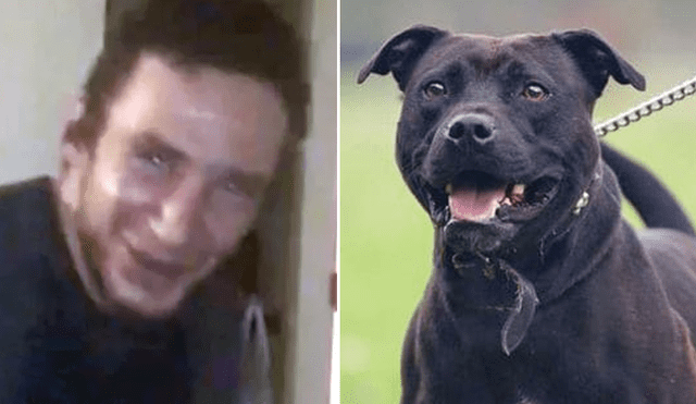 Reino Unido: Perro consumió crack y mató a su dueño durante grabación de documental