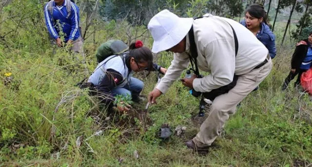 Sembraron plantones en zona de amortiguamiento de Machu Picchu.