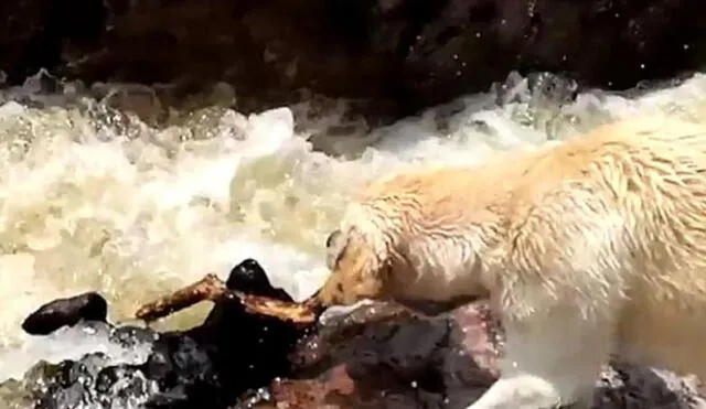 YouTube: perro salva a su amigo que era arrastrado por un río