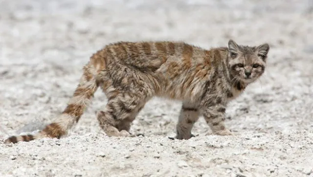 Tras 12 años, reapareció el gato andino en Argentina, la especie en peligro de extinción más amenazada del continente 