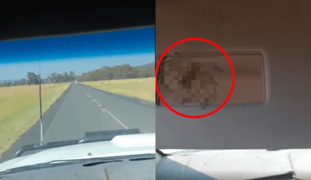 Facebook viral: escucha extraños ruidos en su auto mientras maneja, lo revisa y encuentra aterradora criatura