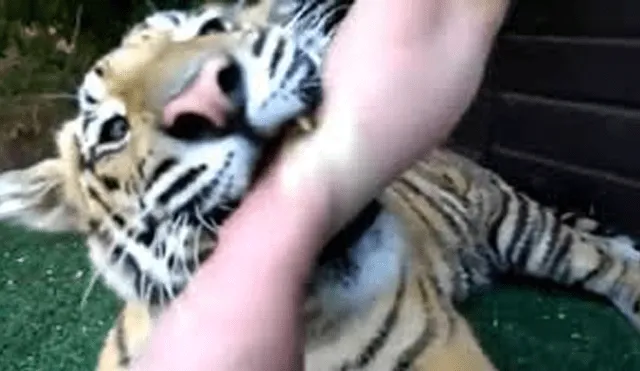 Facebook viral: veterinario es enjaulado con temible tigre para quitarle un afilado colmillo [VIDEO]