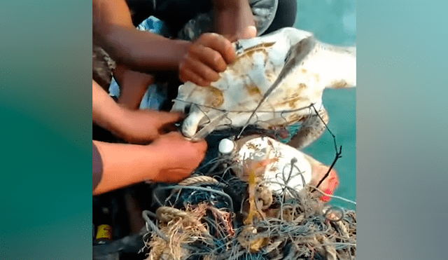 Pescadores sacan tortuga moribunda atascada entre cientos de redes, la liberan y sucede algo conmovedor [VIDEO] 