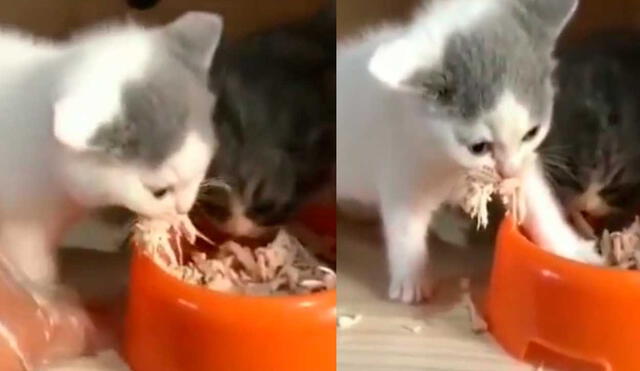 Desliza las imágenes para ver la curiosa escena que protagonizó este gatito bebé para evitar que su ‘hermano’ siga comiendo. Foto: captura de TikTok/jacky.xiomara