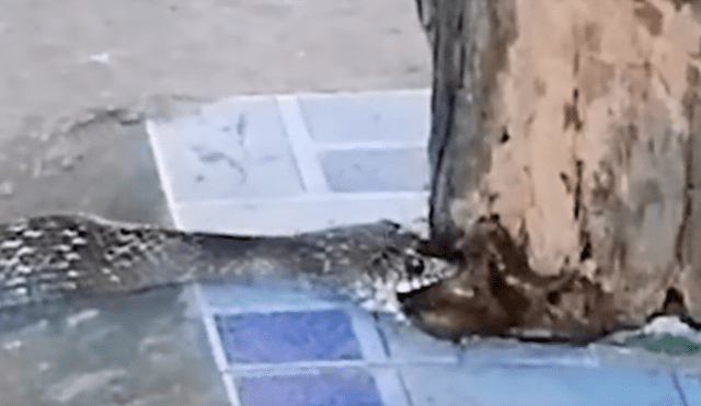 YouTube viral: Ratón se esconde en árbol para escapar de serpiente, pero reptil lo encuentra y devora [VIDEO]