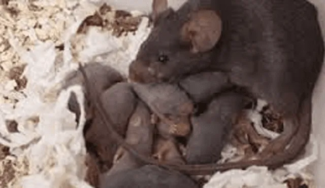 Facebook viral: madre rata usa aterradora técnica para no perder a sus bebés [VIDEO]
