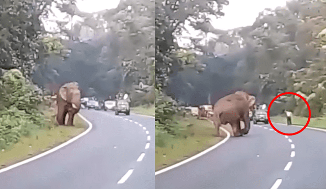 YouTube: el trágico final de un hombre que intentó tomarse una foto con un elefante [VIDEO]