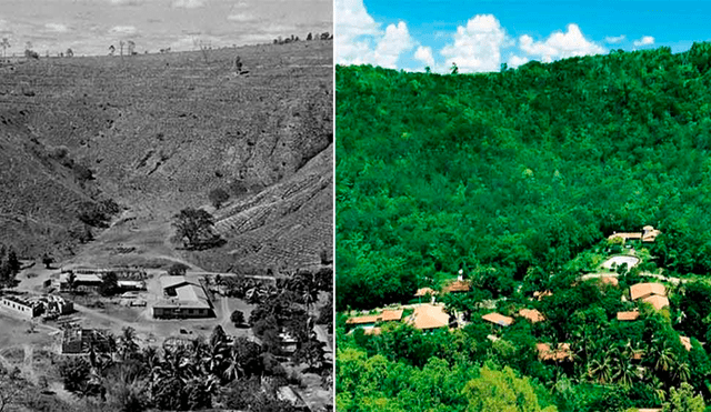 Pareja plantó árboles durante 20 años en un bosque destruido y así luce ahora [FOTOS]