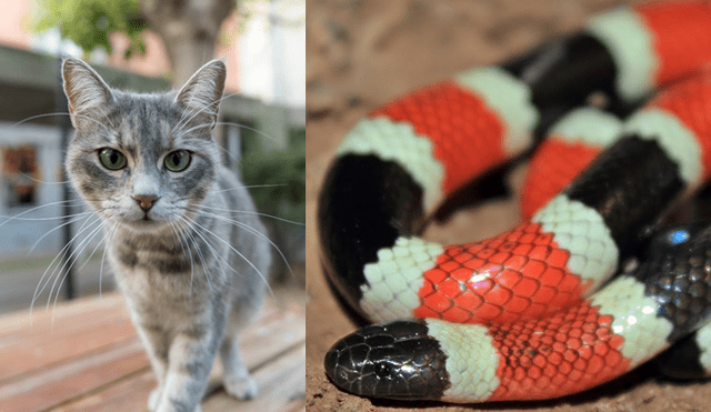 Video es viral en YouTube. El gato quedó cara a cara con la serpiente y no dudó en satisfacer su hambre con el peligroso reptil. Foto: Captura.