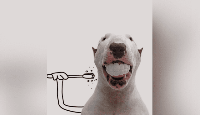 Facebook viral: le hace sesión fotográfica a su perro y divertido resultado enternece a miles