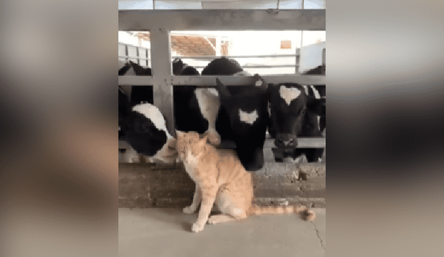 Desliza hacia la izquierda para ver más imágenes de la tierna escena protagonizada por unas cariñosas vacas y un felino. (Foto: captura)