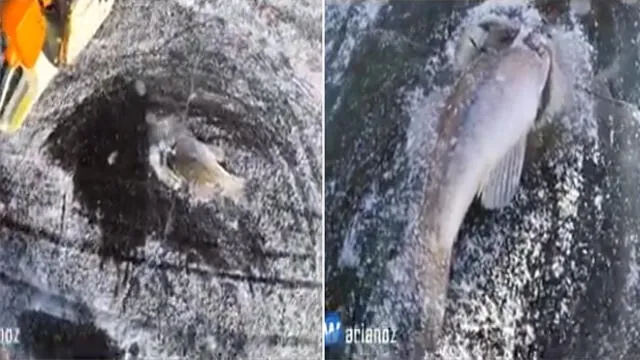 YouTube viral: Clip en el que hallan a un pez congelado en un lago sorprende a miles [VIDEO]