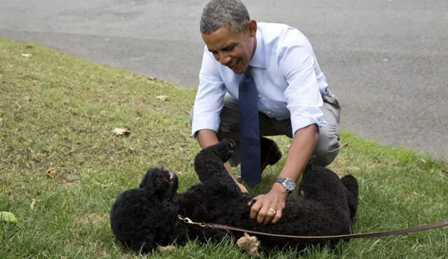 Barack Obama: perro de la familia presidencial atacó a visitante en la Casa Blanca